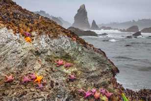 Moonstone Beach-9389 Moonstone Beach-9389